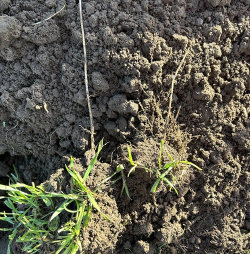 Allotment Tips Couch Grass Howe Trust & Allotment Association